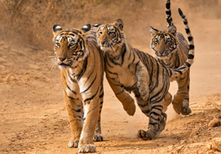 famous tiger ranthambore